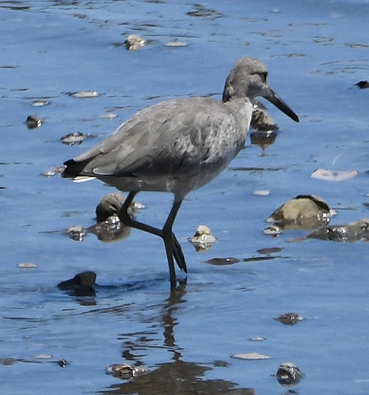 Willet - ML615367205