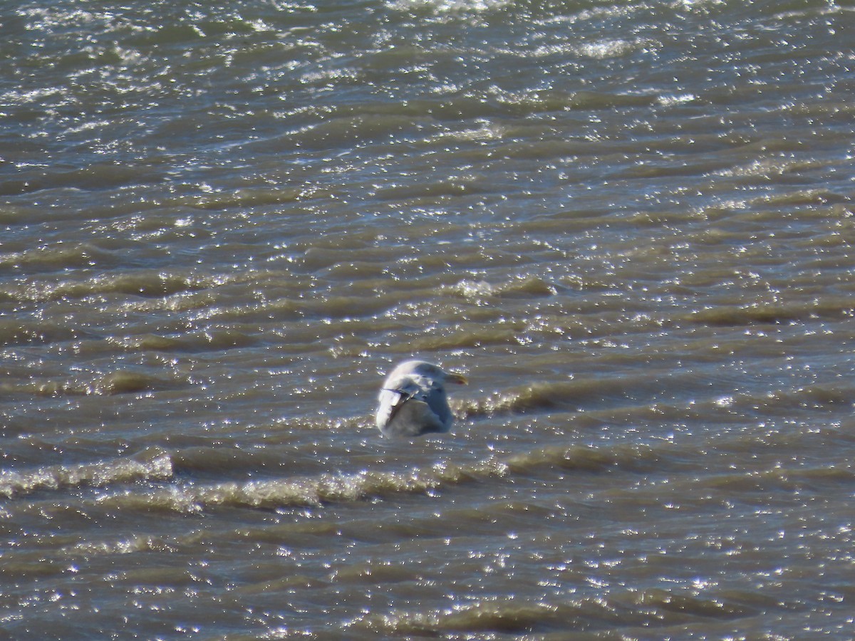 Herring Gull (American) - ML615367230