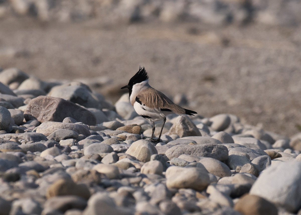 River Lapwing - ML615367232