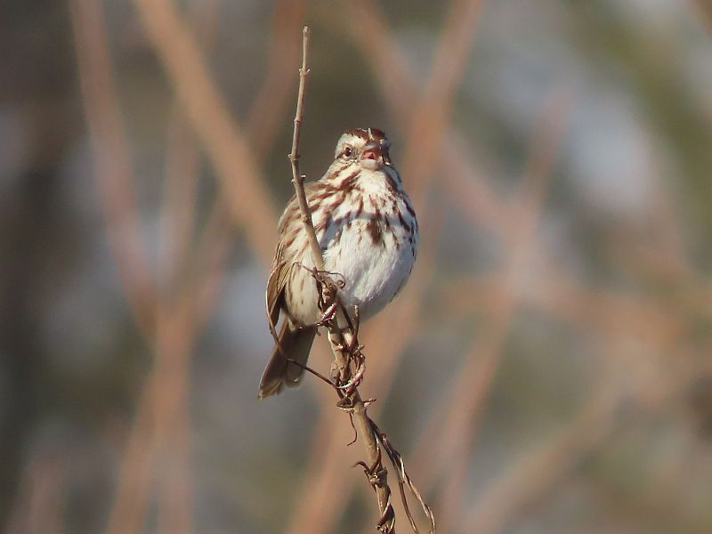 Song Sparrow - Tracy The Birder