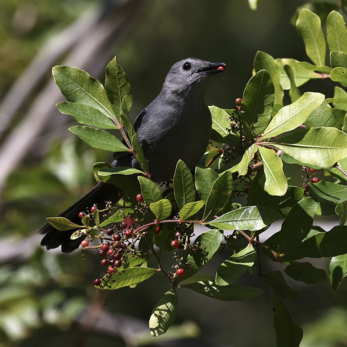 Gray Catbird - Glenn and Ellen Peterson