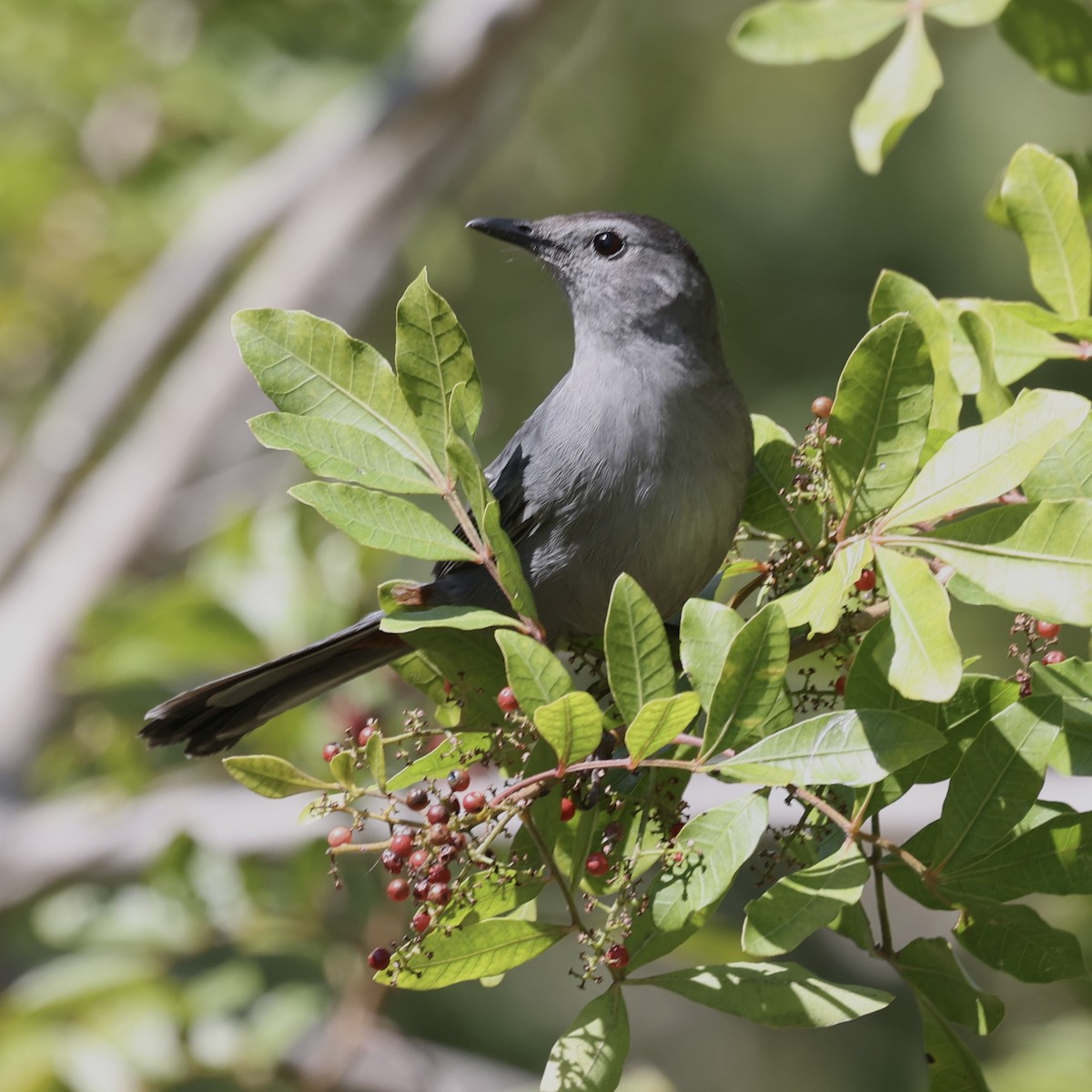 Gray Catbird - Glenn and Ellen Peterson