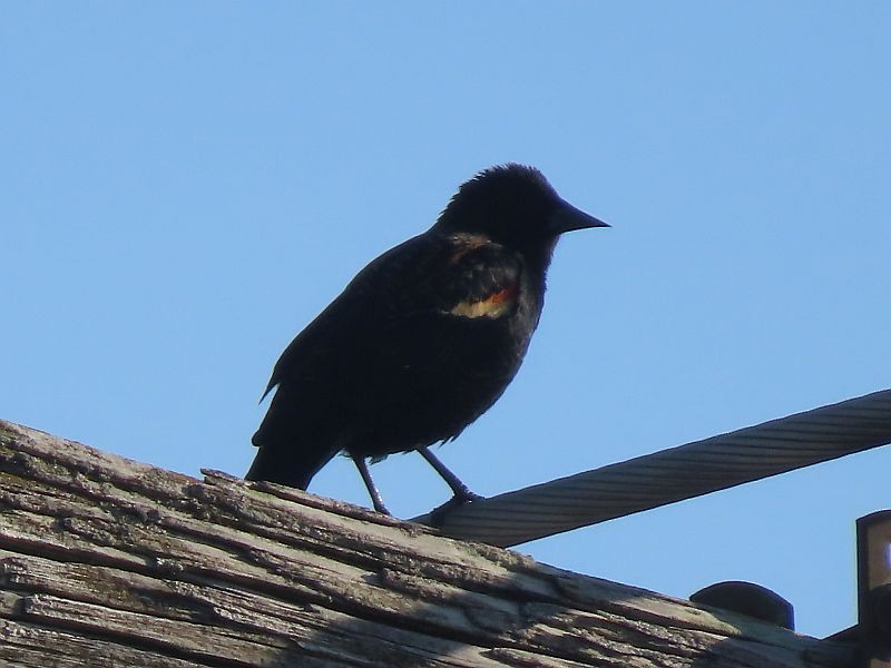 Red-winged Blackbird - Tracy The Birder