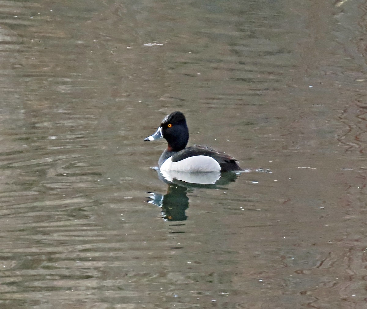 Ring-necked Duck - ML615367340