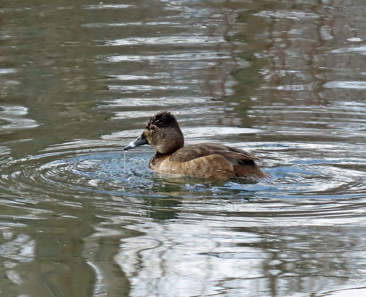 Ring-necked Duck - ML615367341