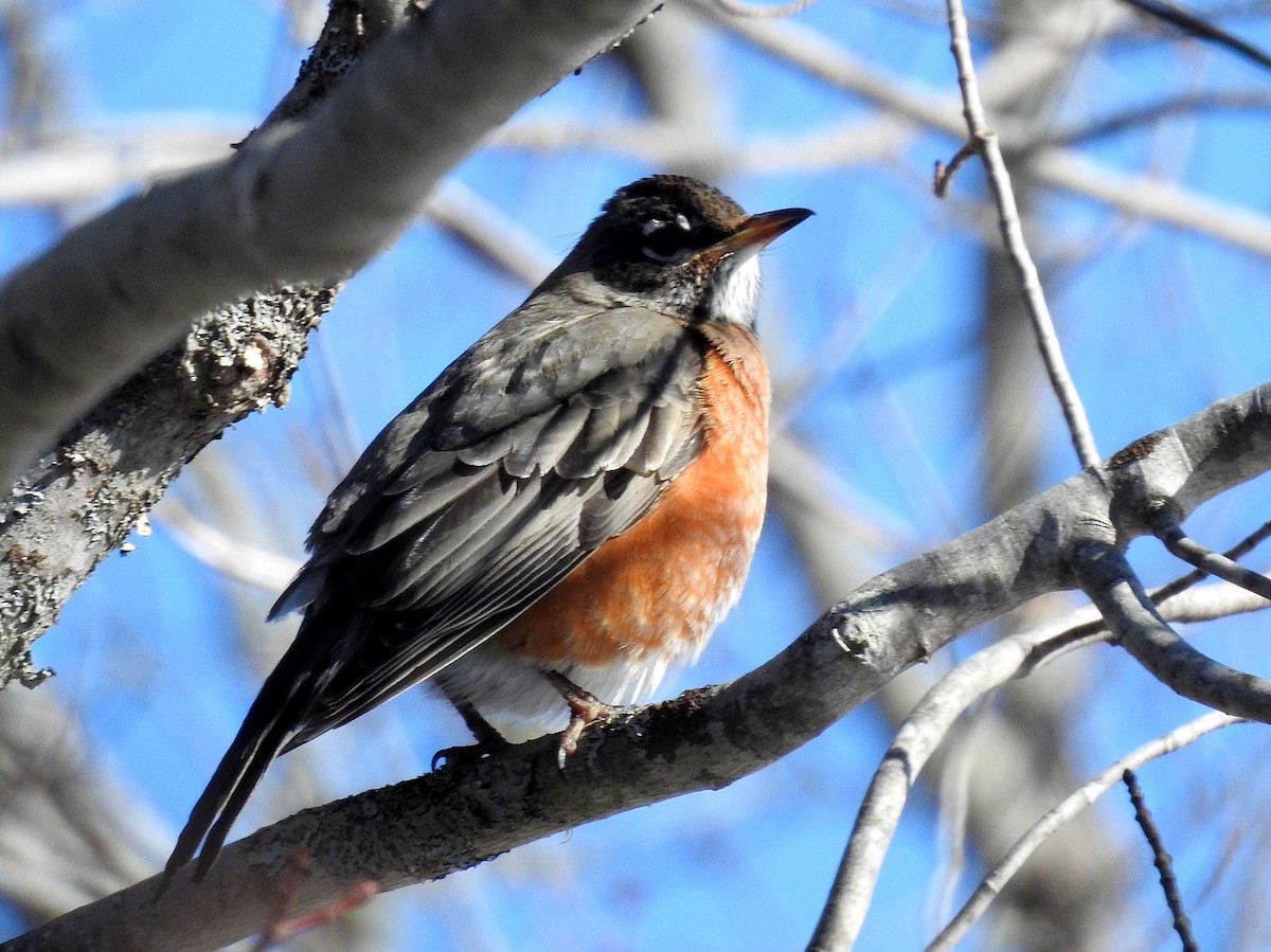 American Robin - ML615367343