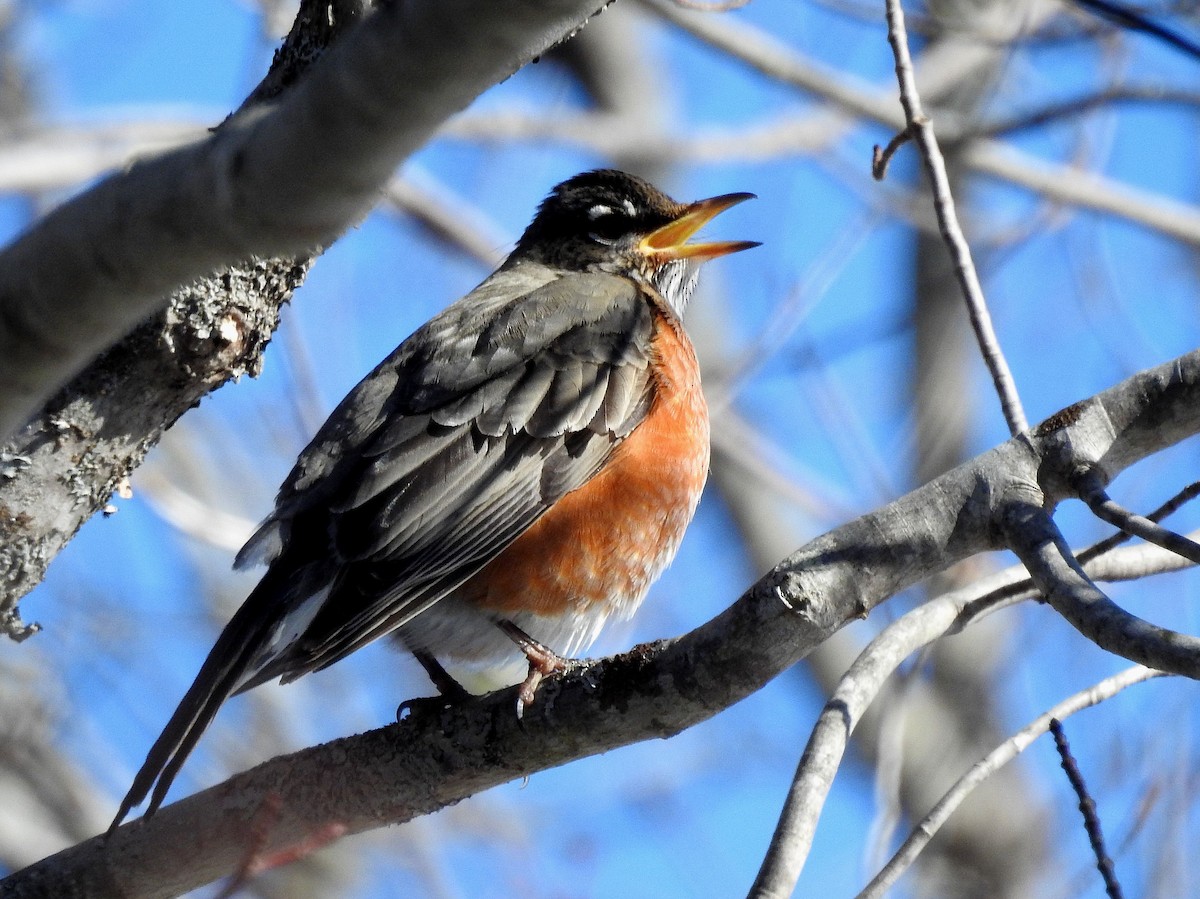 American Robin - Rita Viau