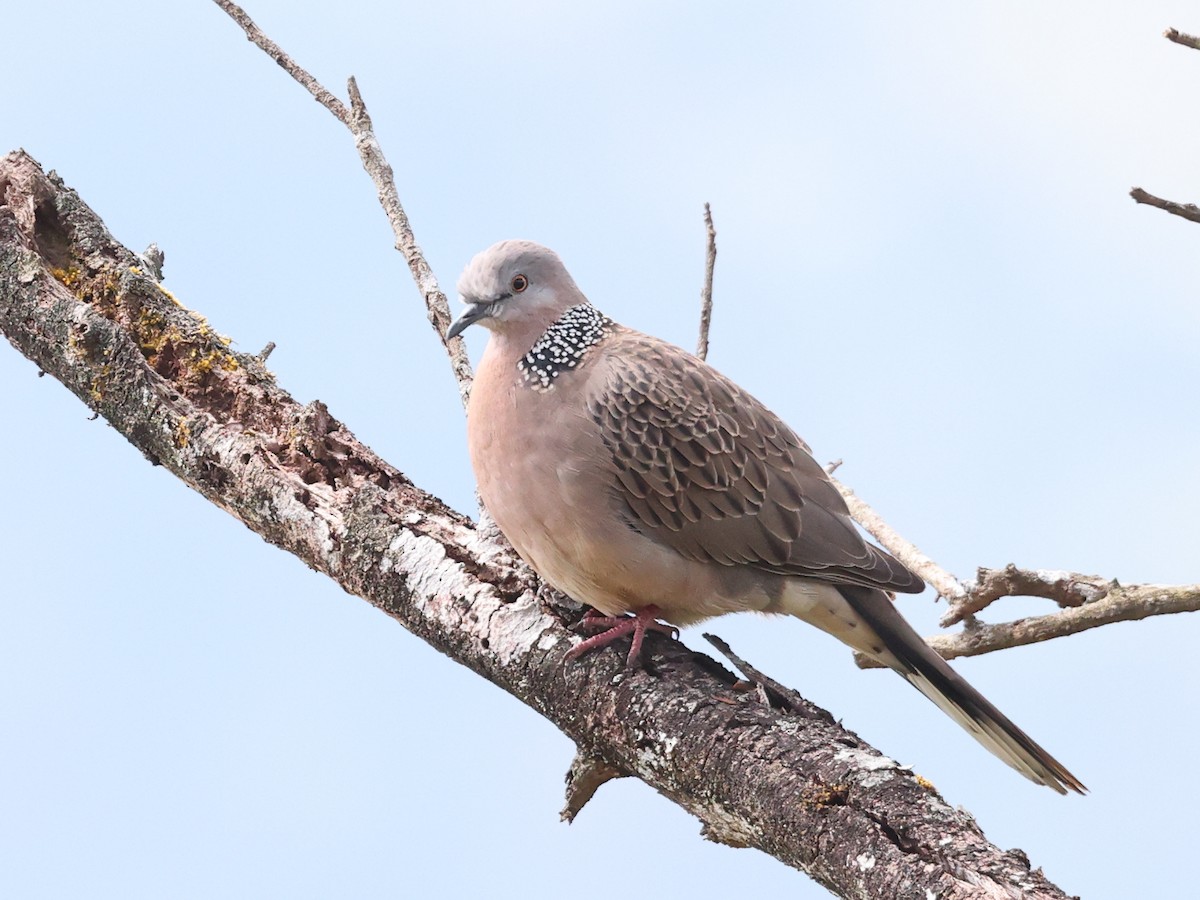 Spotted Dove - ML615367362