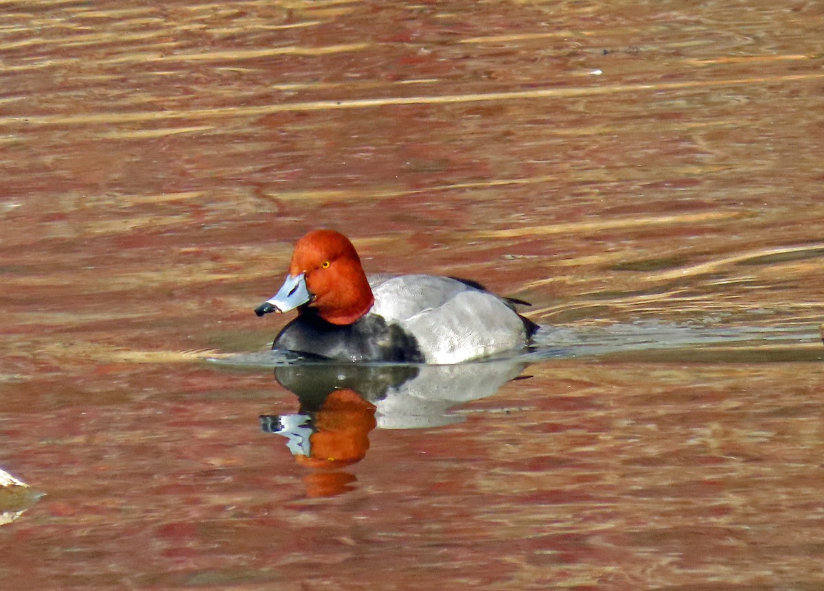 Redhead - ML615367372