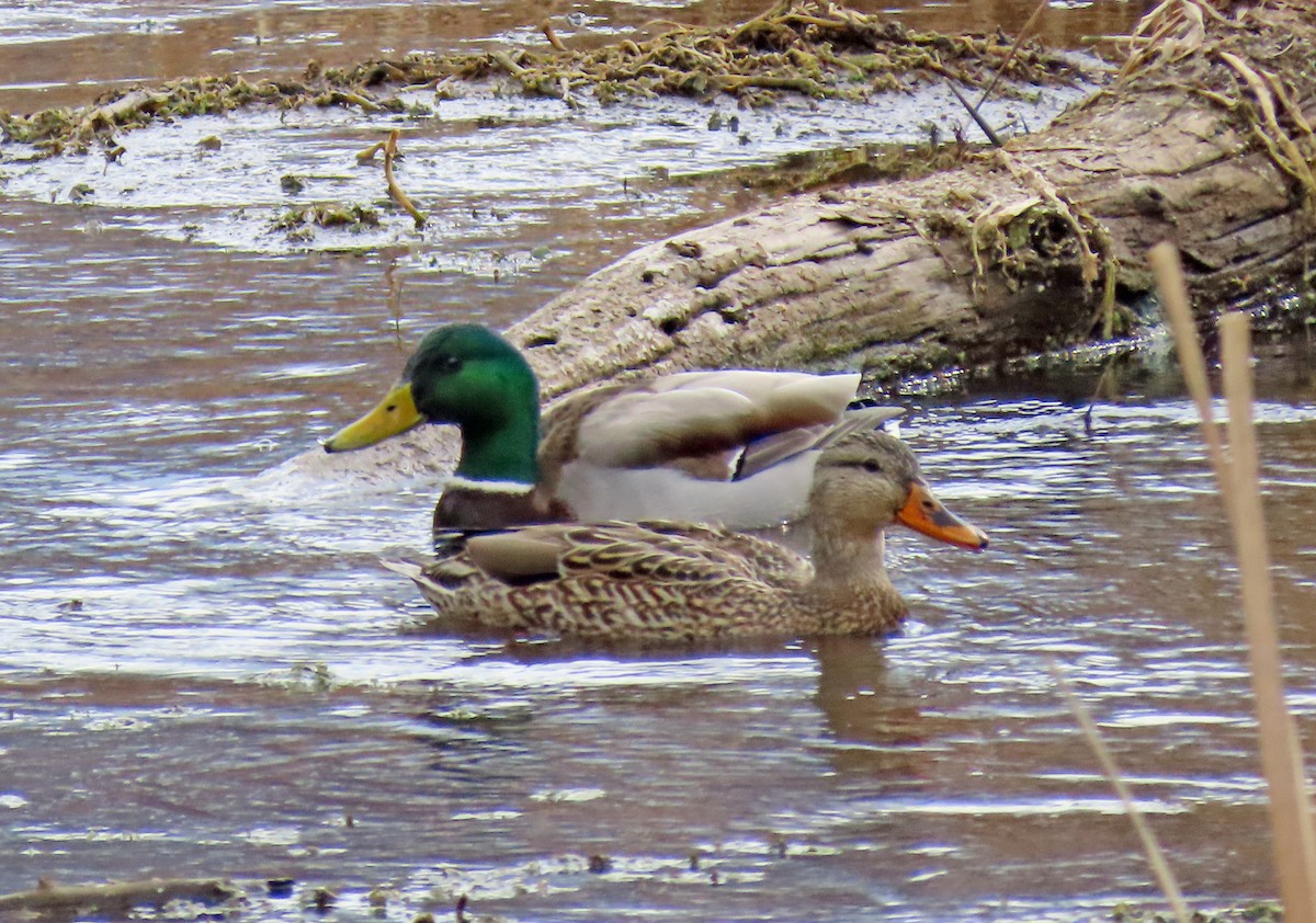 Mallard - ML615367427