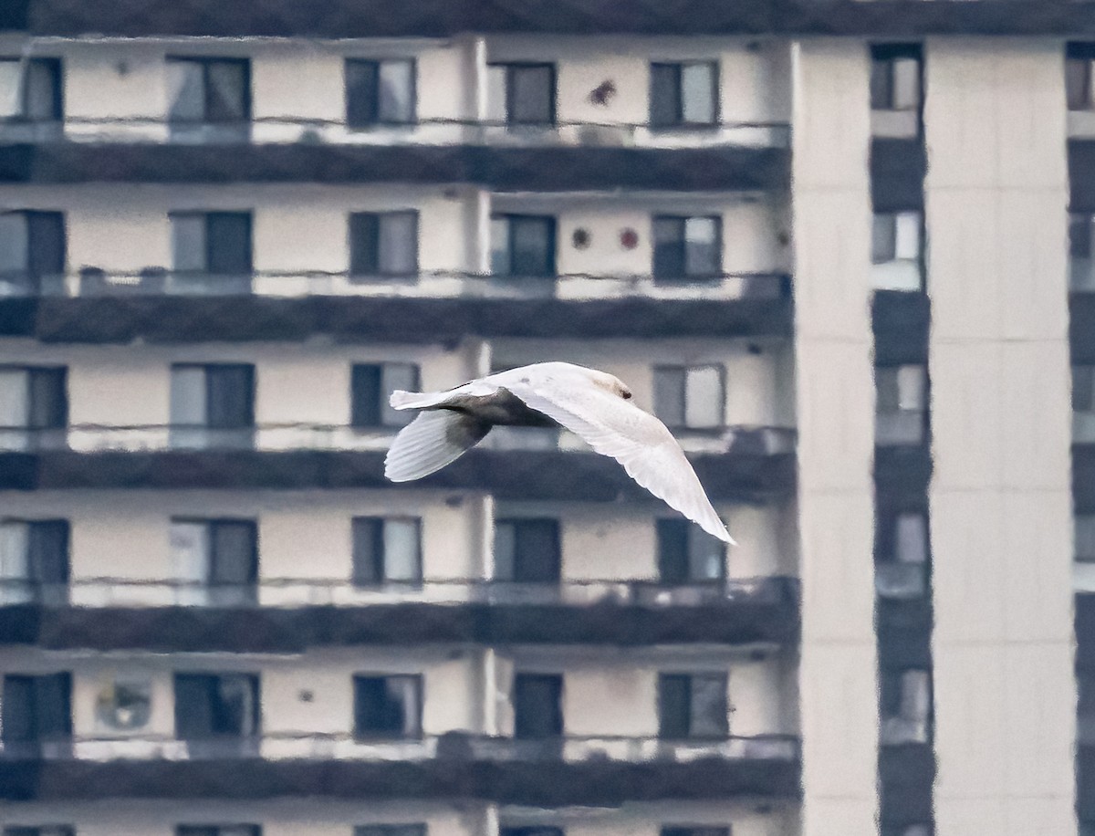 Iceland Gull - ML615367455