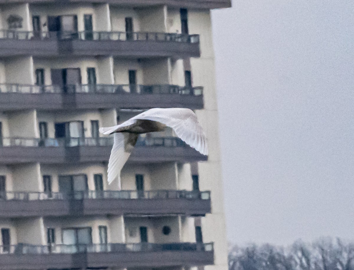 Iceland Gull - ML615367456