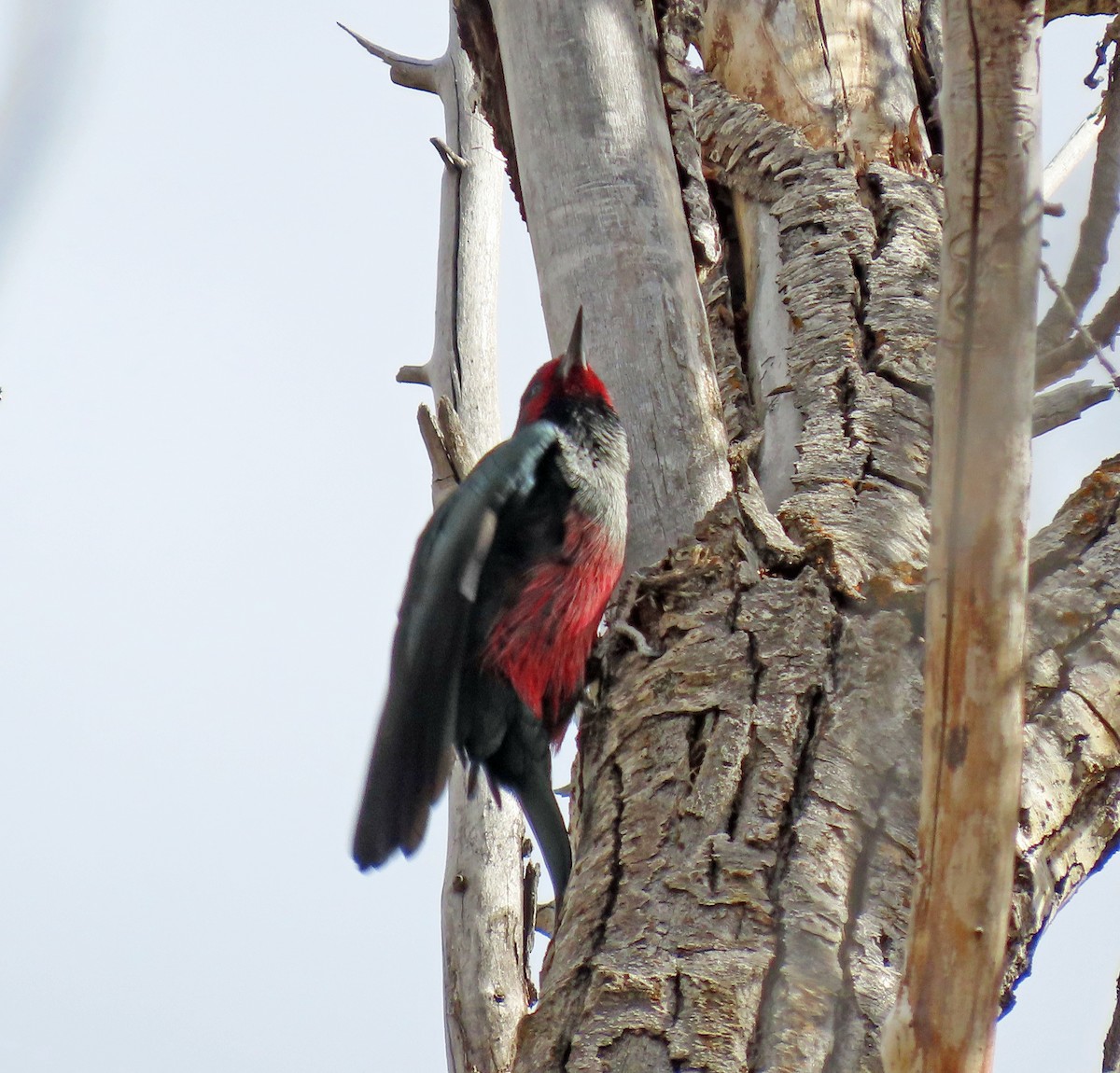 Lewis's Woodpecker - ML615367468