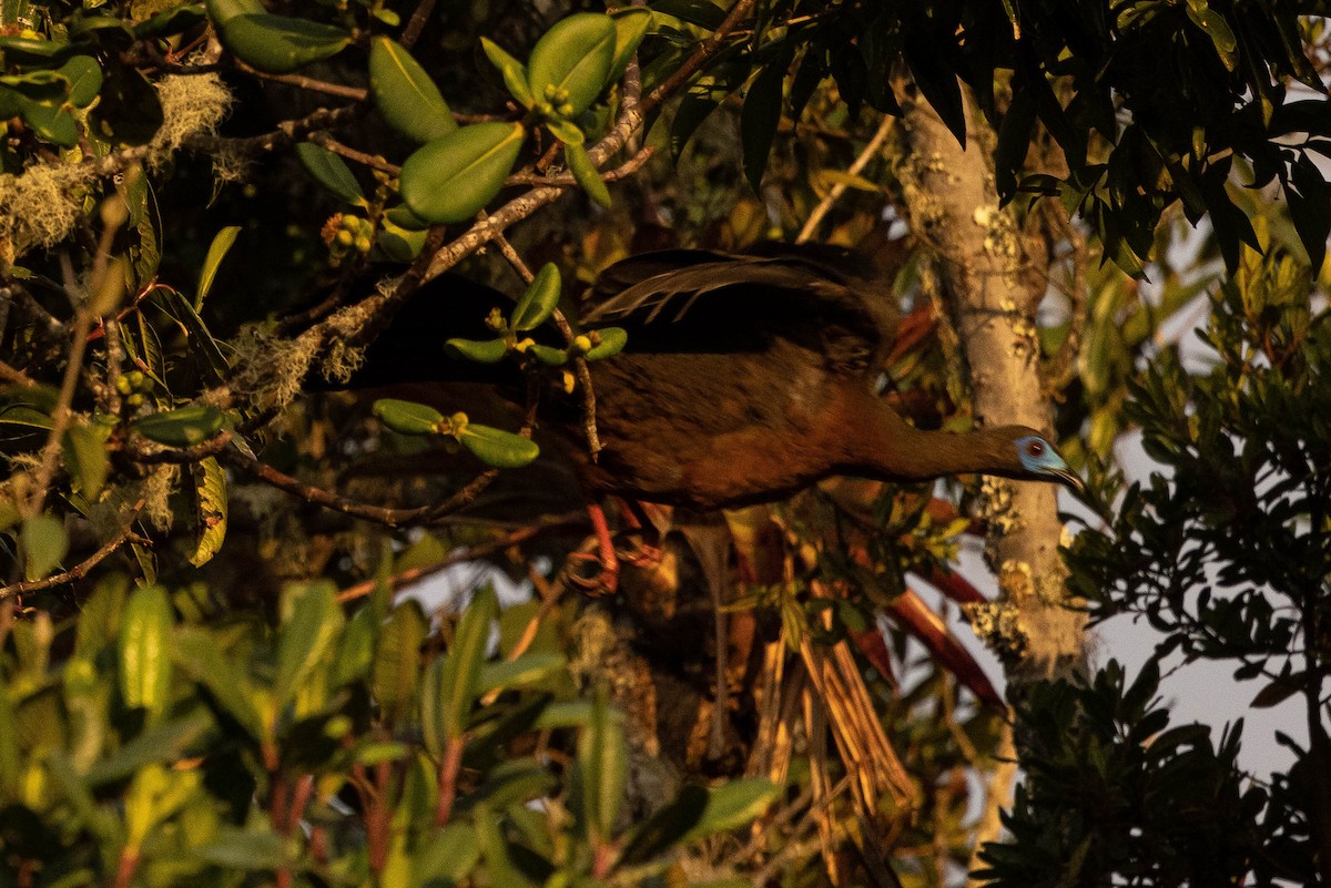 Sickle-winged Guan - ML615367488