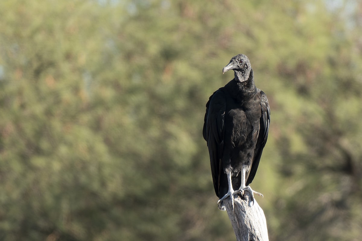 Black Vulture - ML615367499
