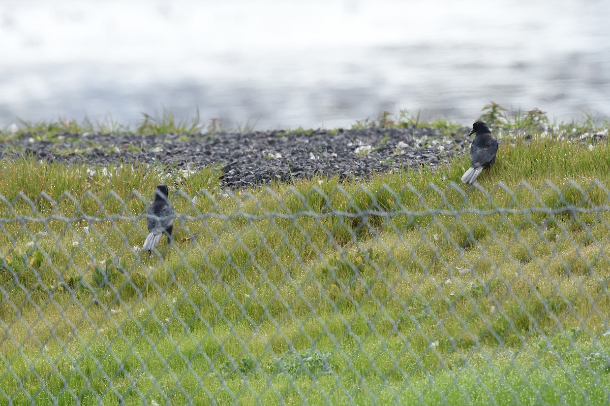 Great-tailed Grackle - ML615367510