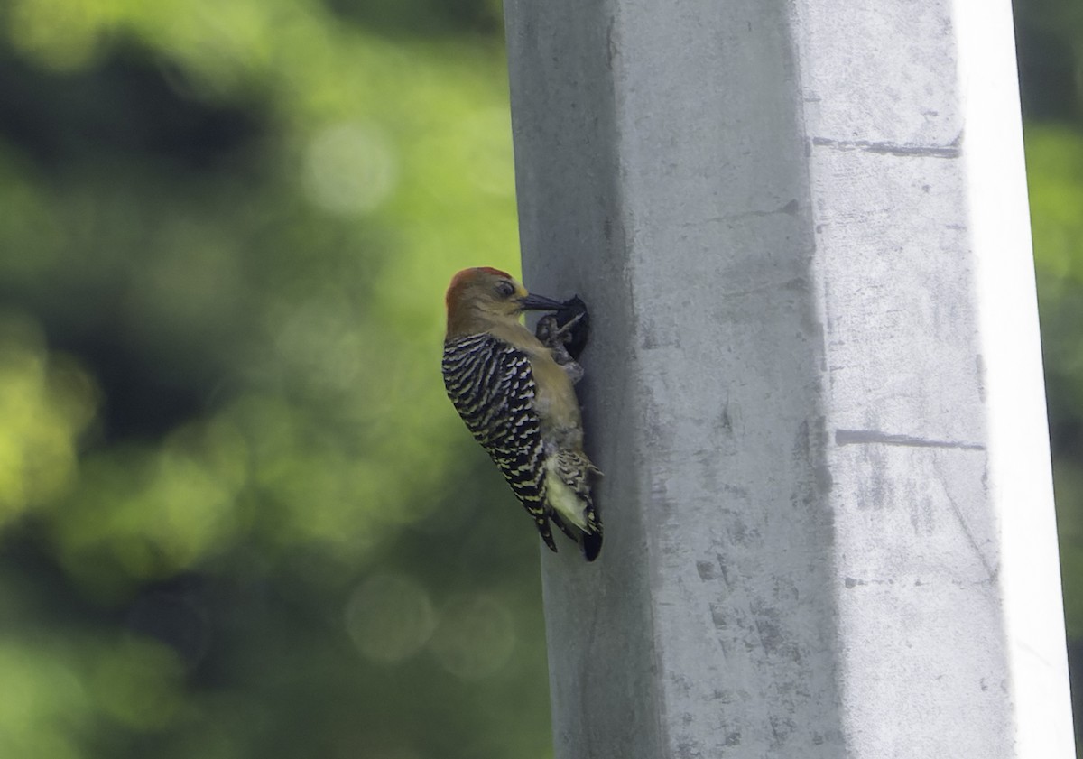 Red-crowned Woodpecker - ML615367521