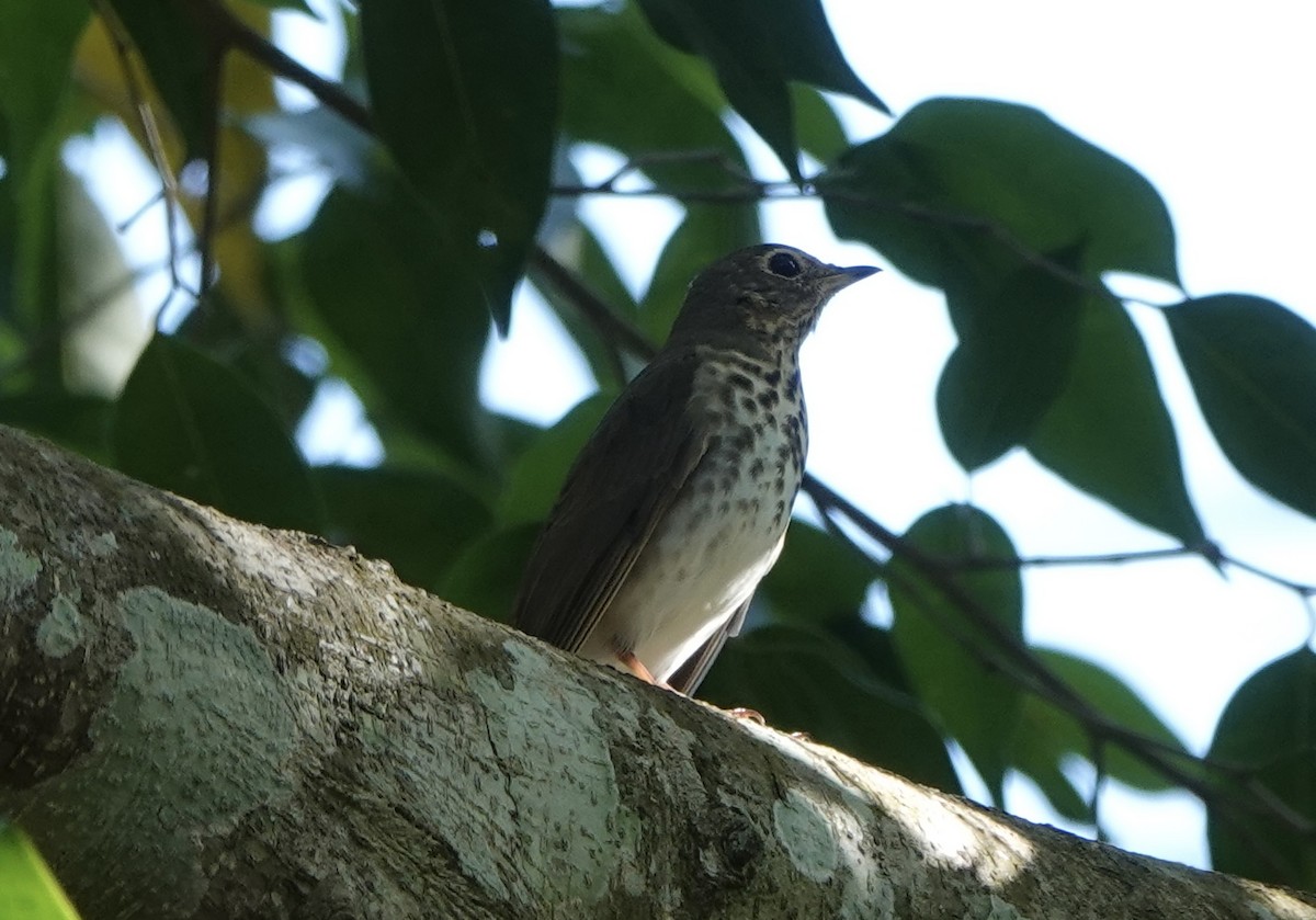Swainson's Thrush - ML615367545