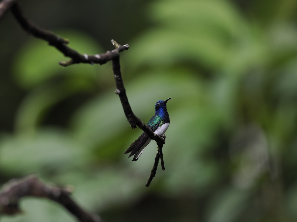 Colibrí Nuquiblanco - ML615367560