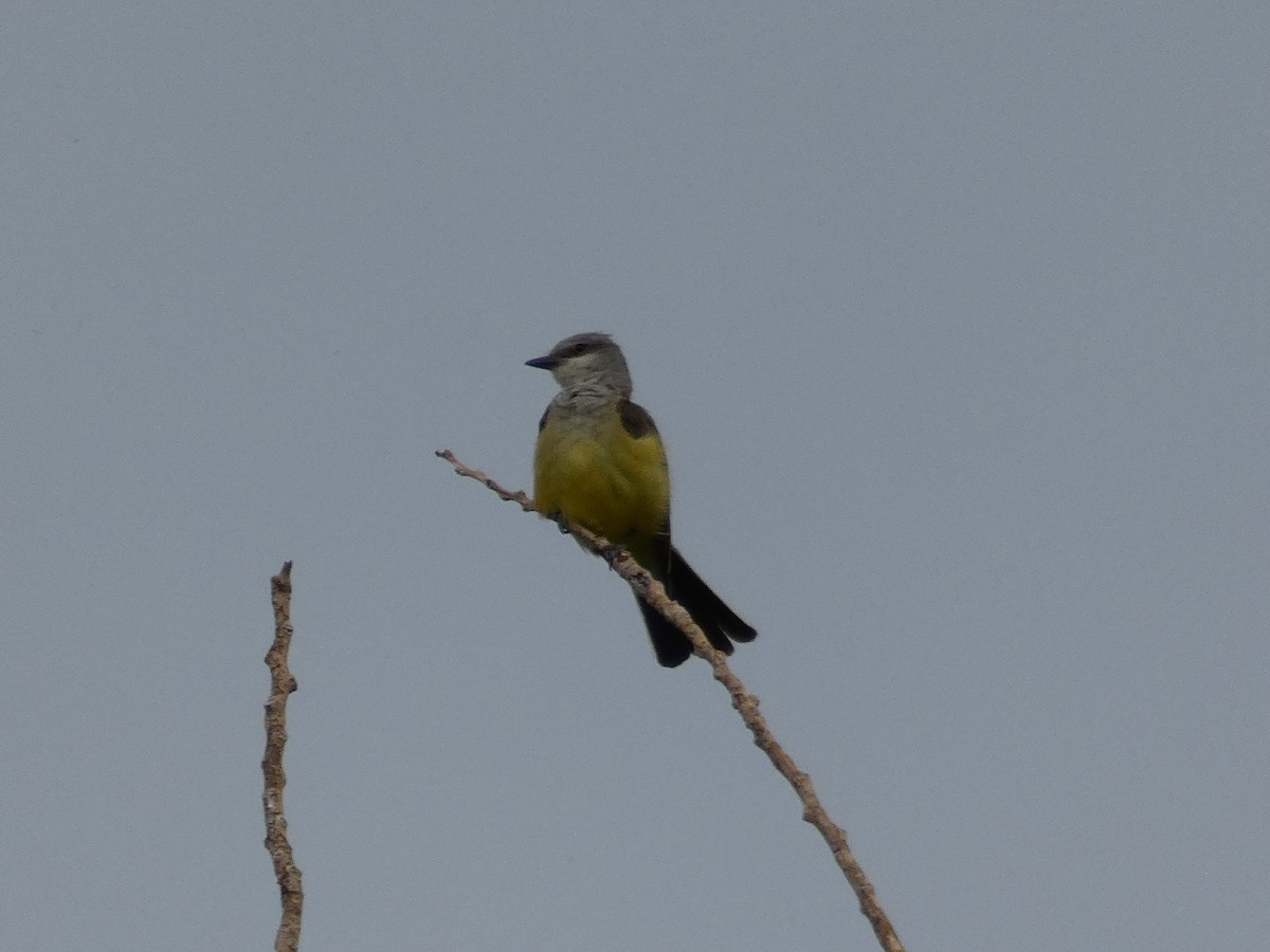 yellow-bellied kingbird sp. - ML615367562