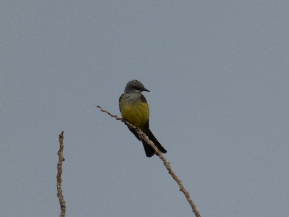 yellow-bellied kingbird sp. - ML615367564