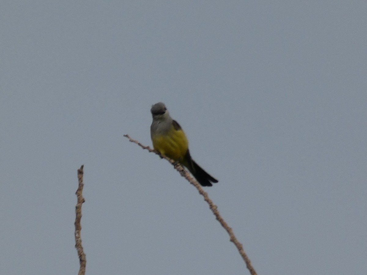 yellow-bellied kingbird sp. - ML615367565