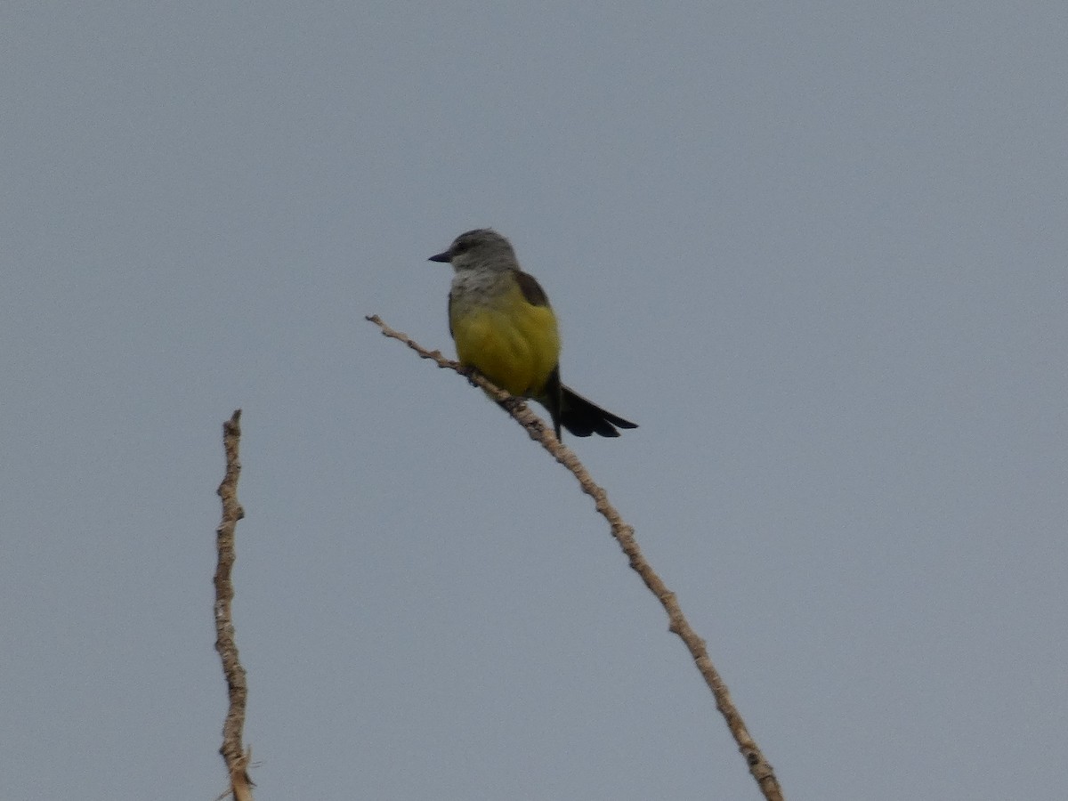 yellow-bellied kingbird sp. - ML615367566