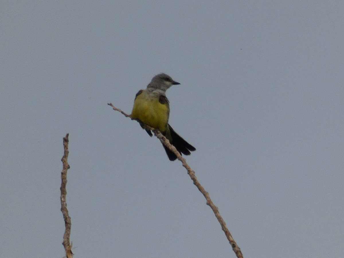 yellow-bellied kingbird sp. - ML615367567
