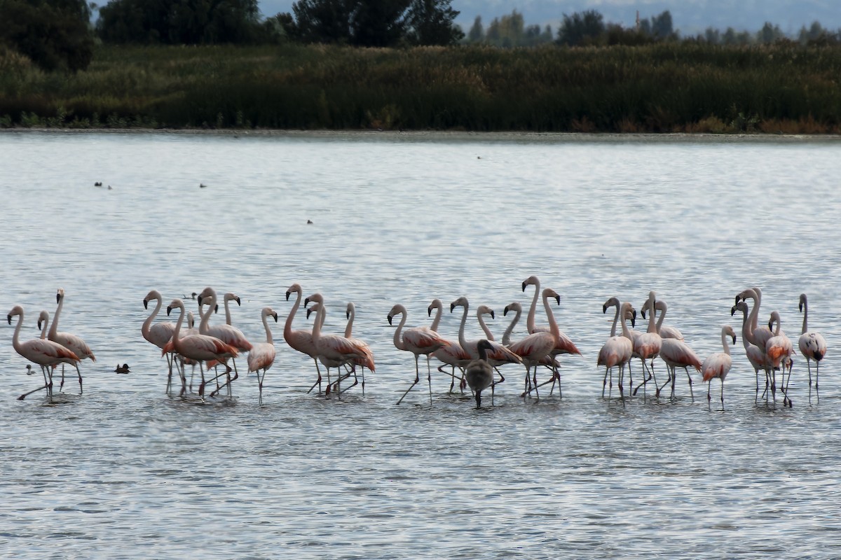 Şili Flamingosu - ML615367620