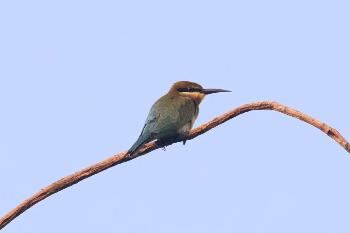 Blue-tailed Bee-eater - ML615367683