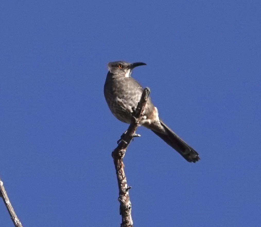 Curve-billed Thrasher - ML615367721