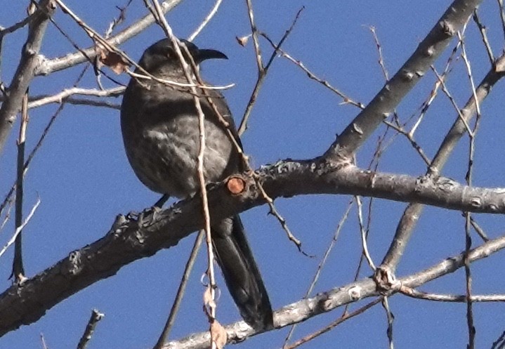 Curve-billed Thrasher - ML615367725