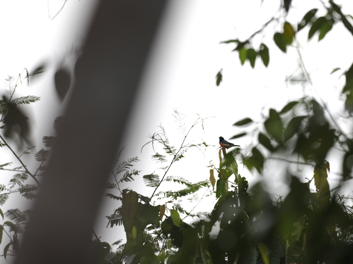 Dacnis à poitrine rouge - ML615367740