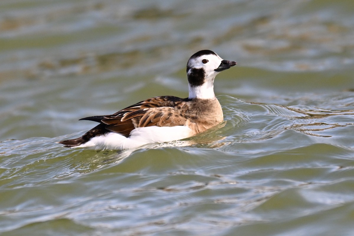 Long-tailed Duck - Michele Carnerie