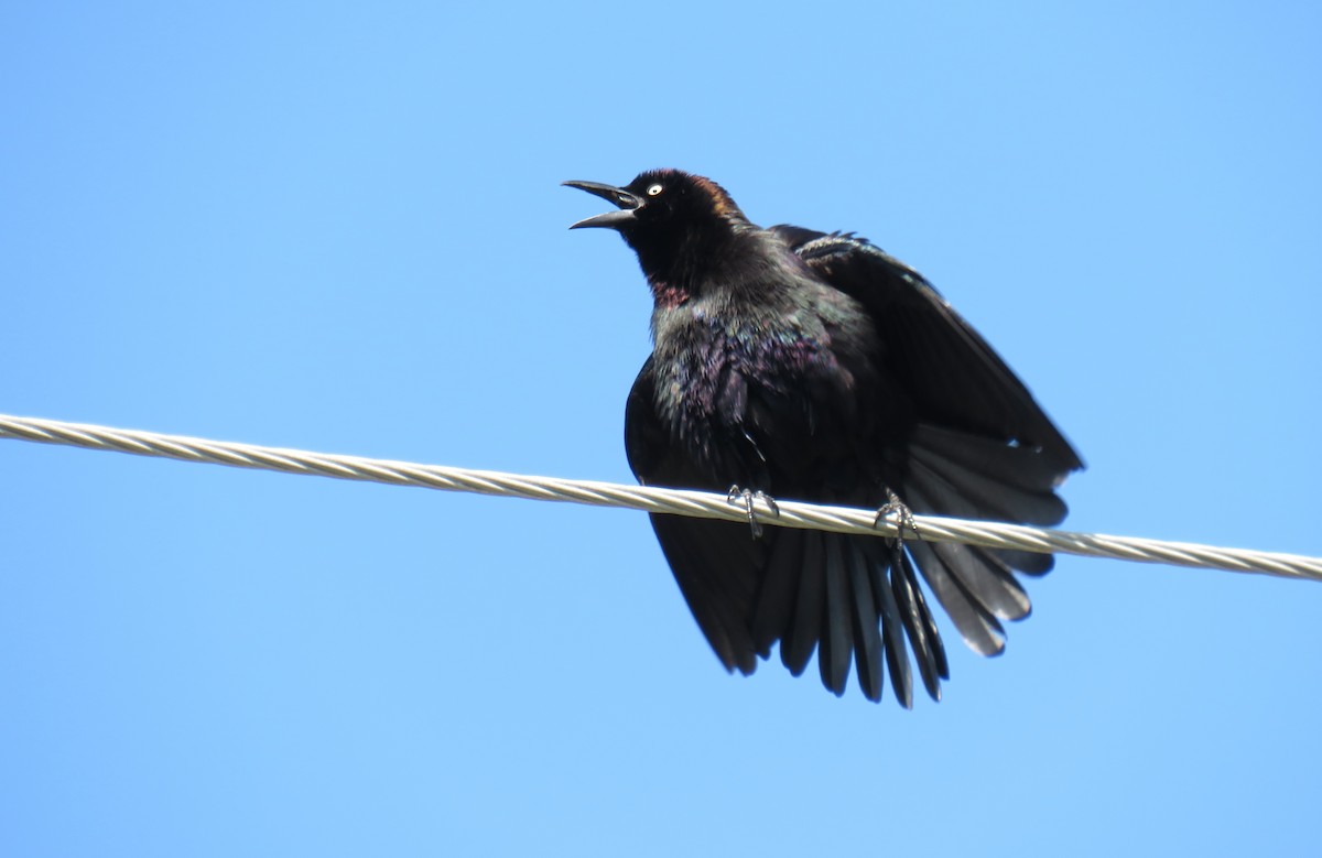 Common Grackle (Florida/Purple) - Brandon Holden