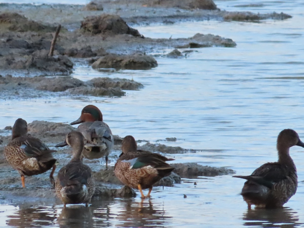 Green-winged Teal - Augusto Rivera