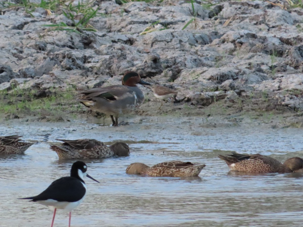 Green-winged Teal - ML615367765