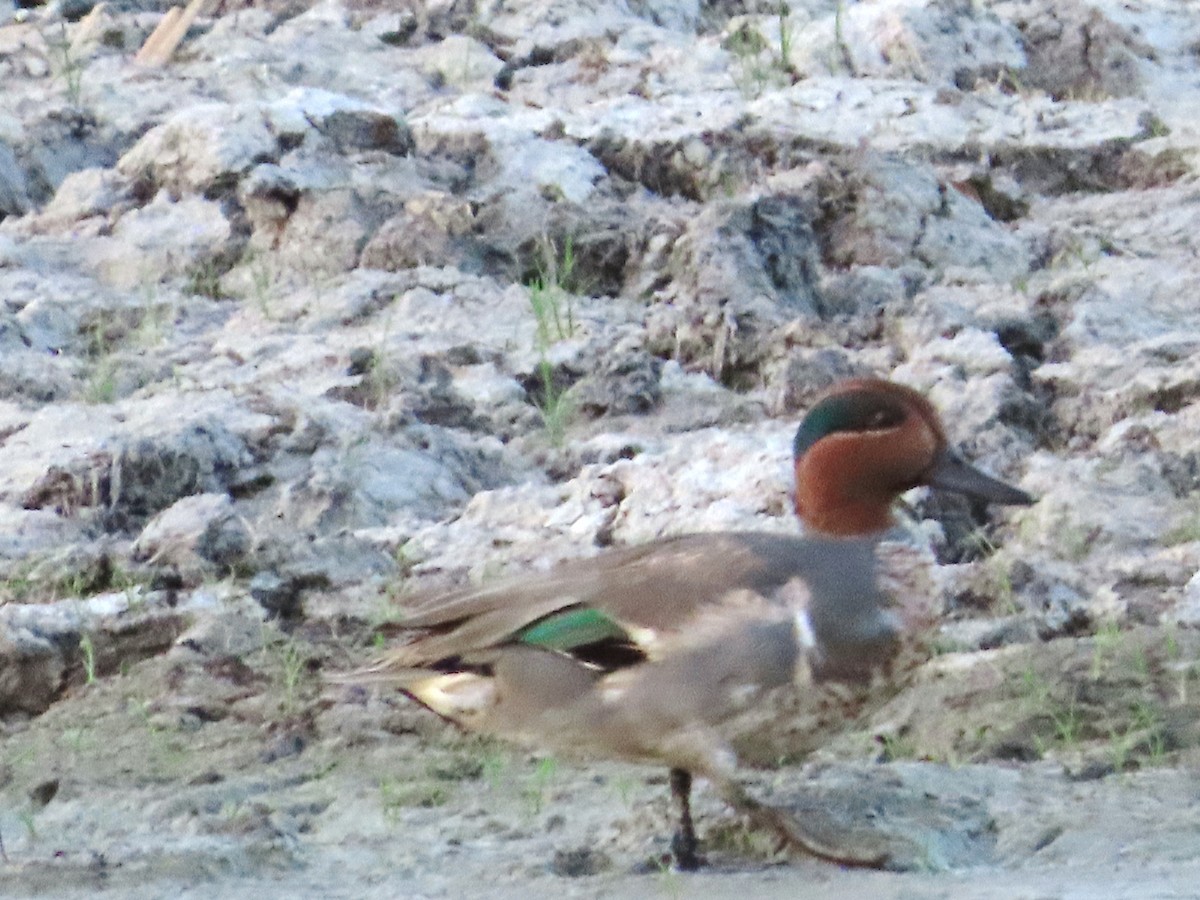 Green-winged Teal - ML615367766