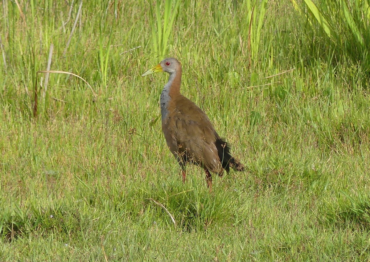 Giant Wood-Rail - ML615367881