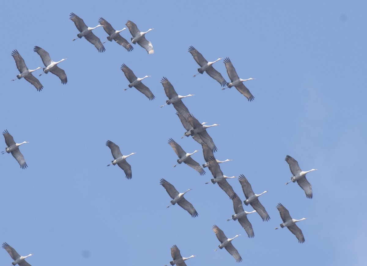 Sandhill Crane - ML615368015