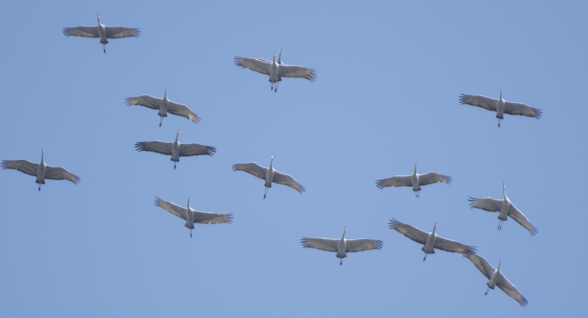 Sandhill Crane - ML615368020