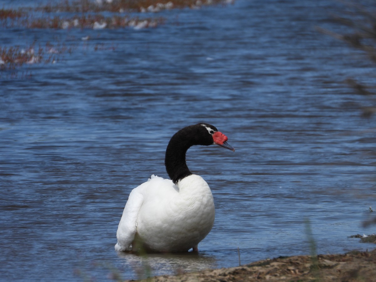 Black-necked Swan - ML615368056