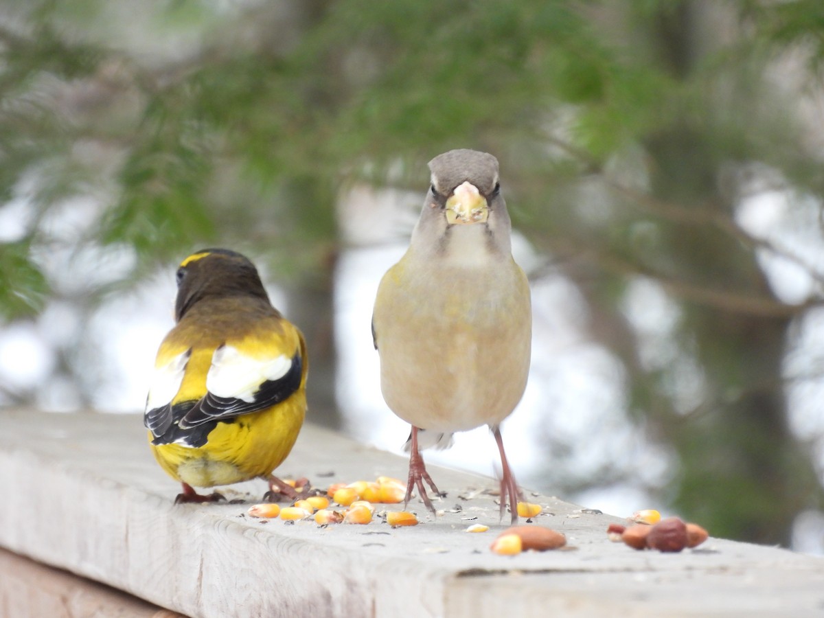 Evening Grosbeak - ML615368100