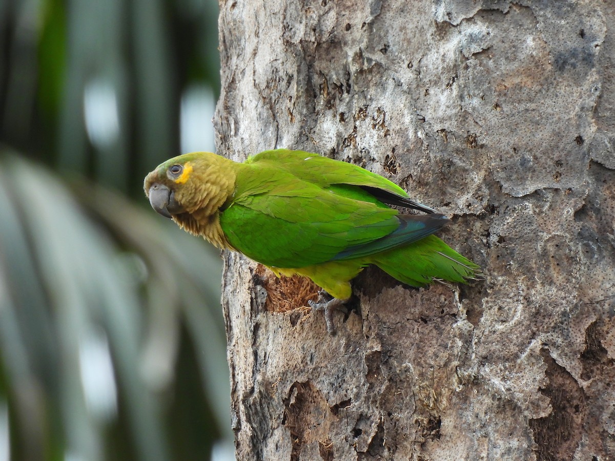 Brown-throated Parakeet - ML615368135