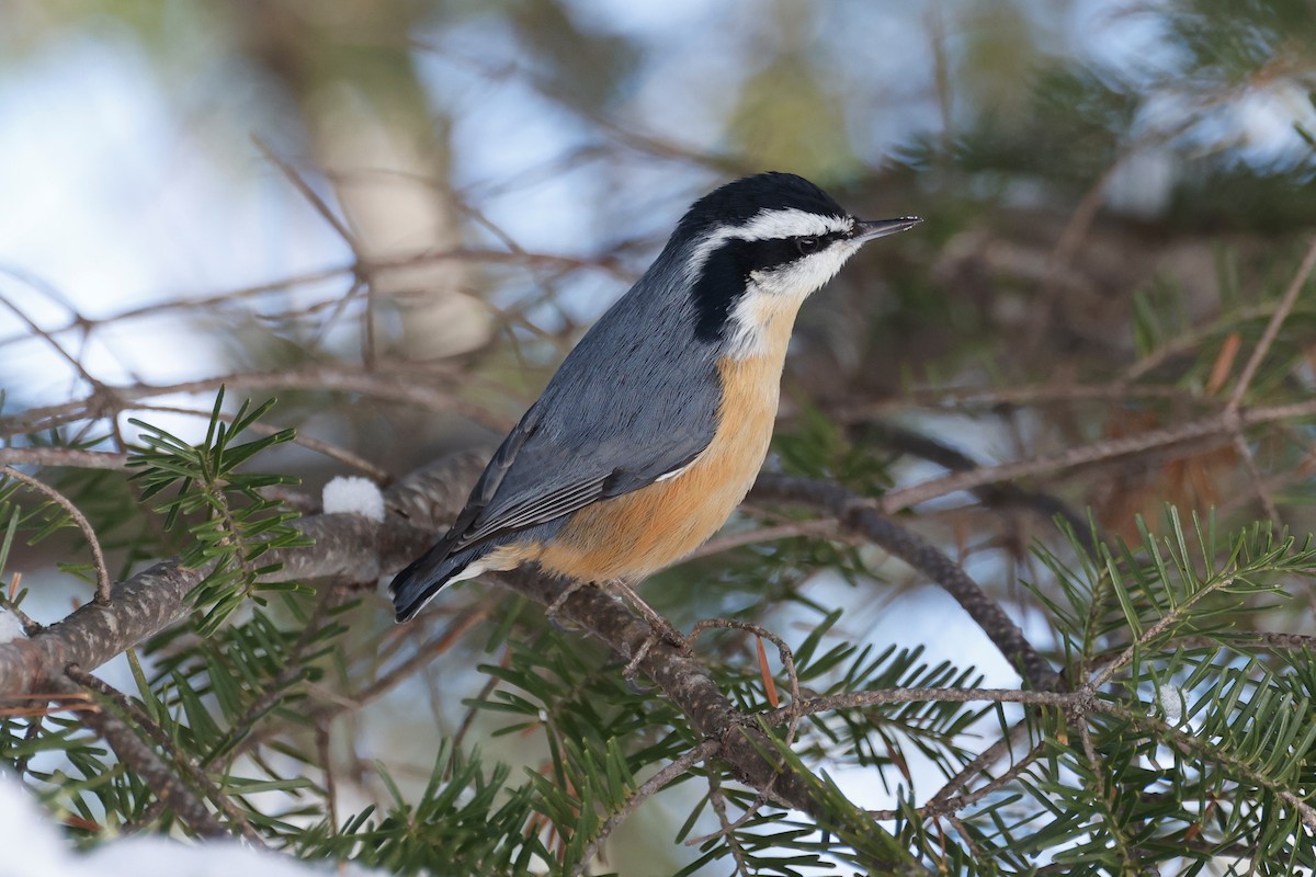 Red-breasted Nuthatch - ML615368251