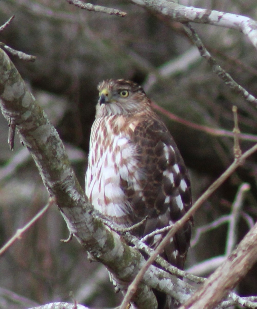 Cooper's Hawk - ML615368271