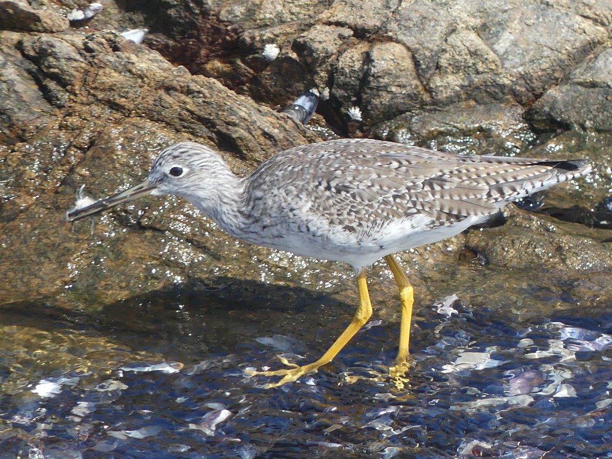 plystresnipe - ML615368285