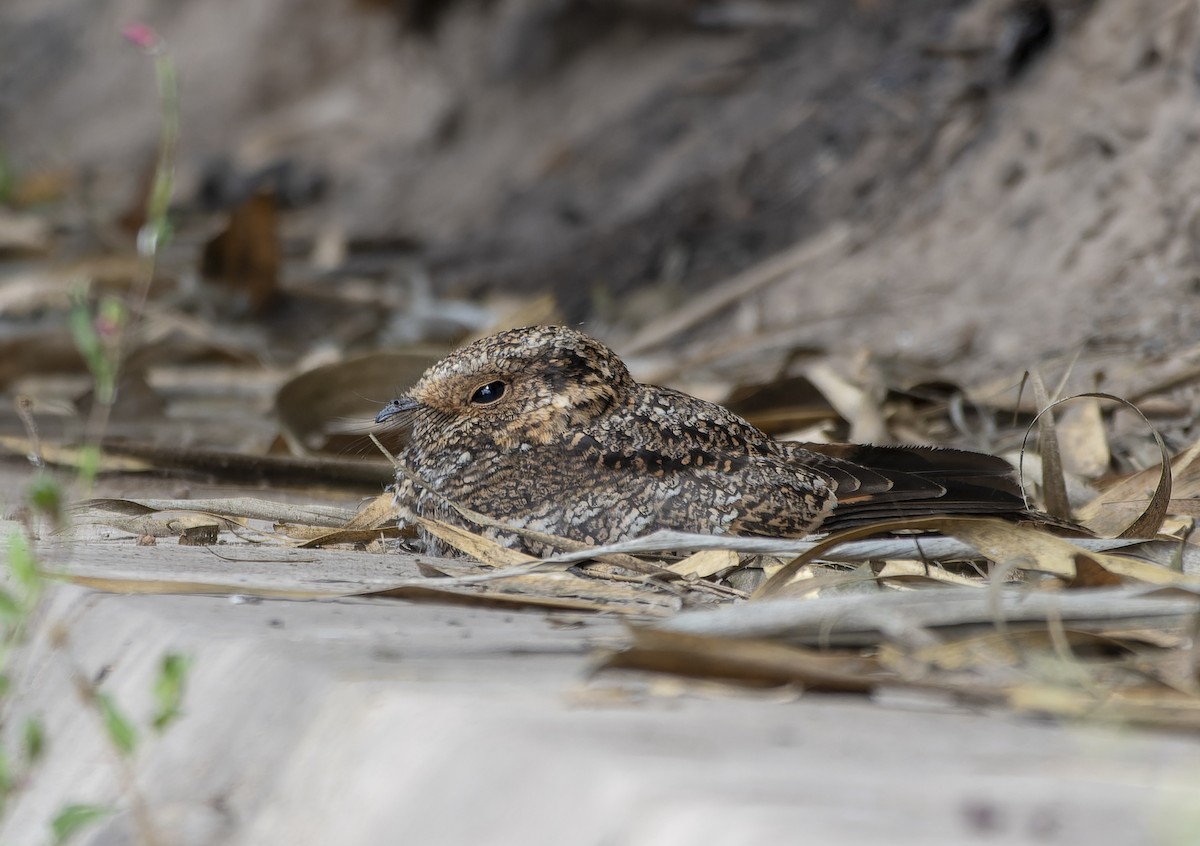 Band-winged Nightjar - ML615368309