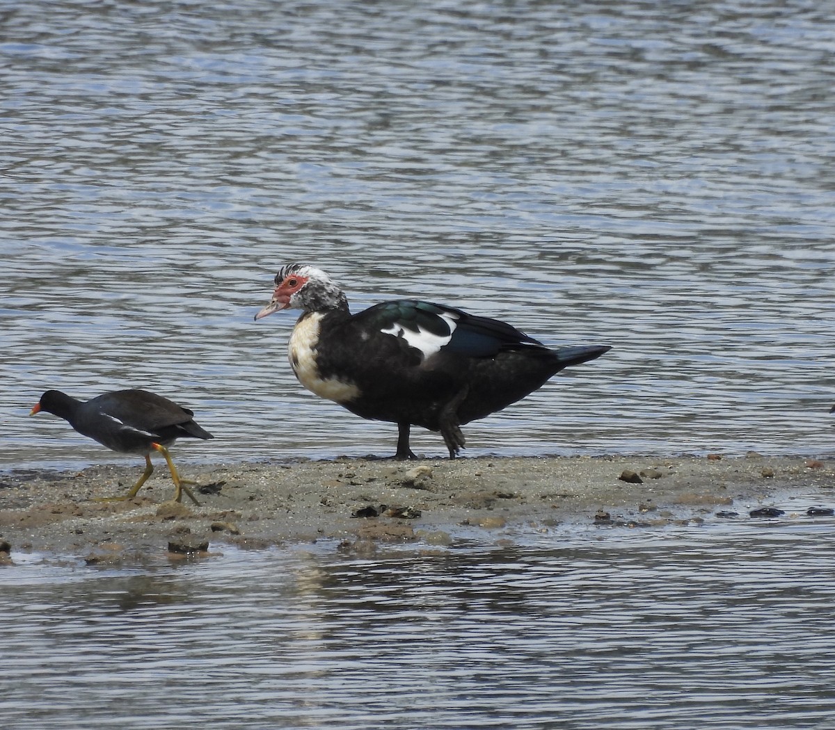 Canard musqué - ML615368384