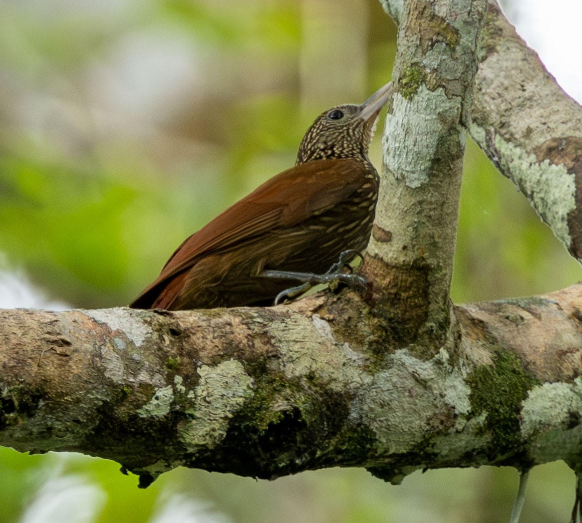 Striped Woodcreeper - Celesta von Chamier